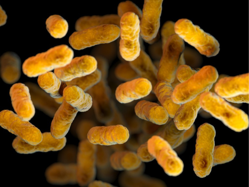 Microscopic view of strain of Bordatello Whooping Cough